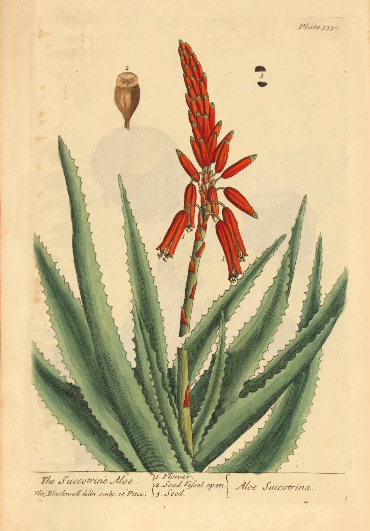 Aloe Vera vintage drawing