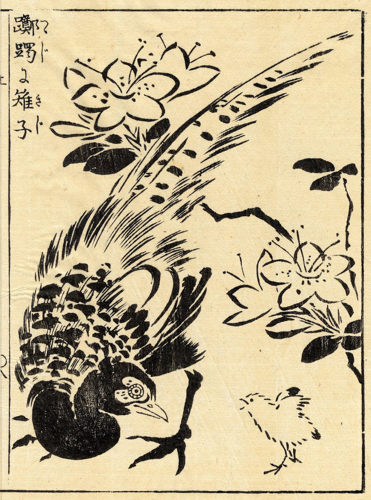 A pheasant with a sweeping patterned tail among azalea flowers.