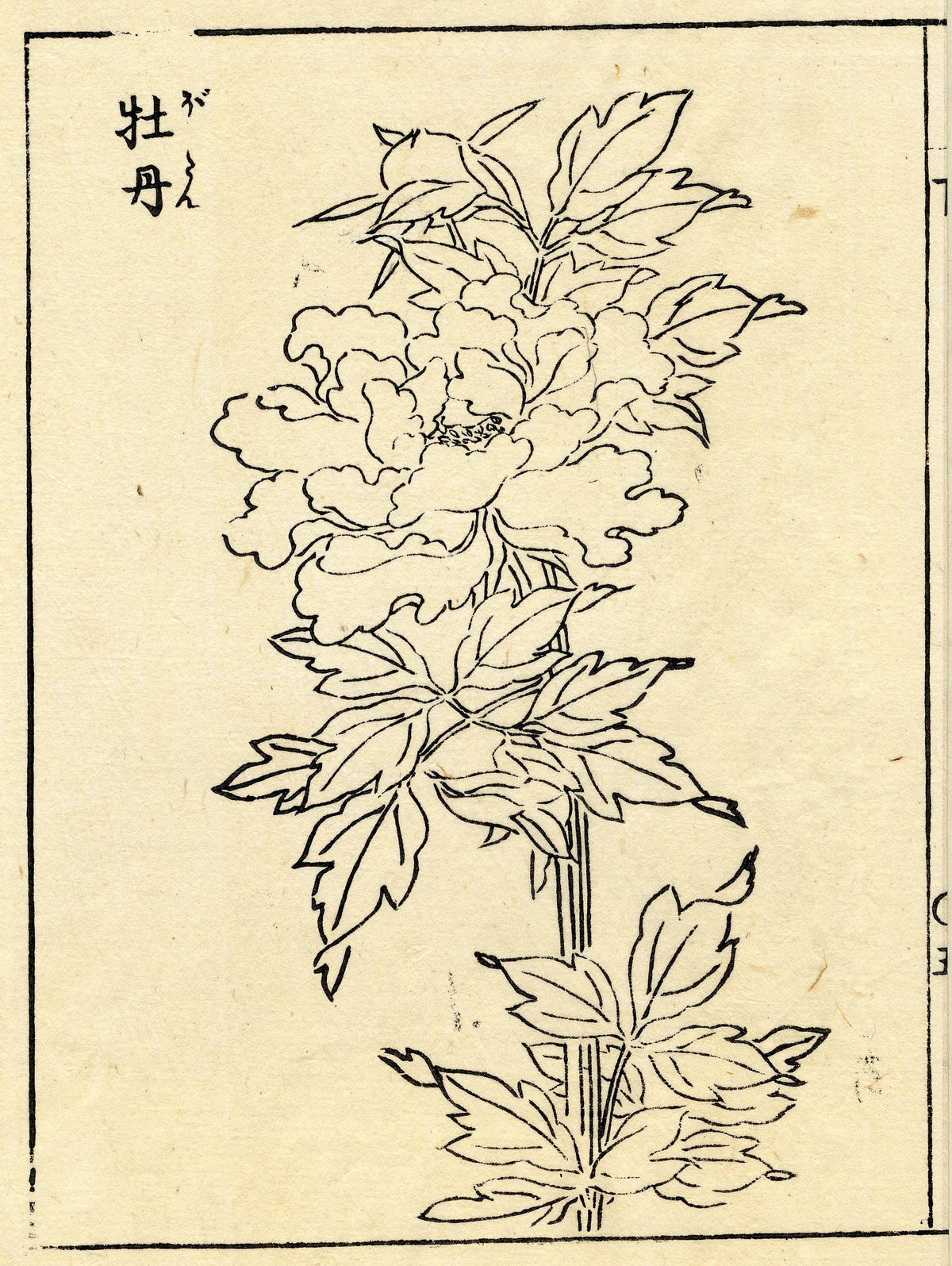 An open peony flower with buds and a tall stem of pointed leaves.