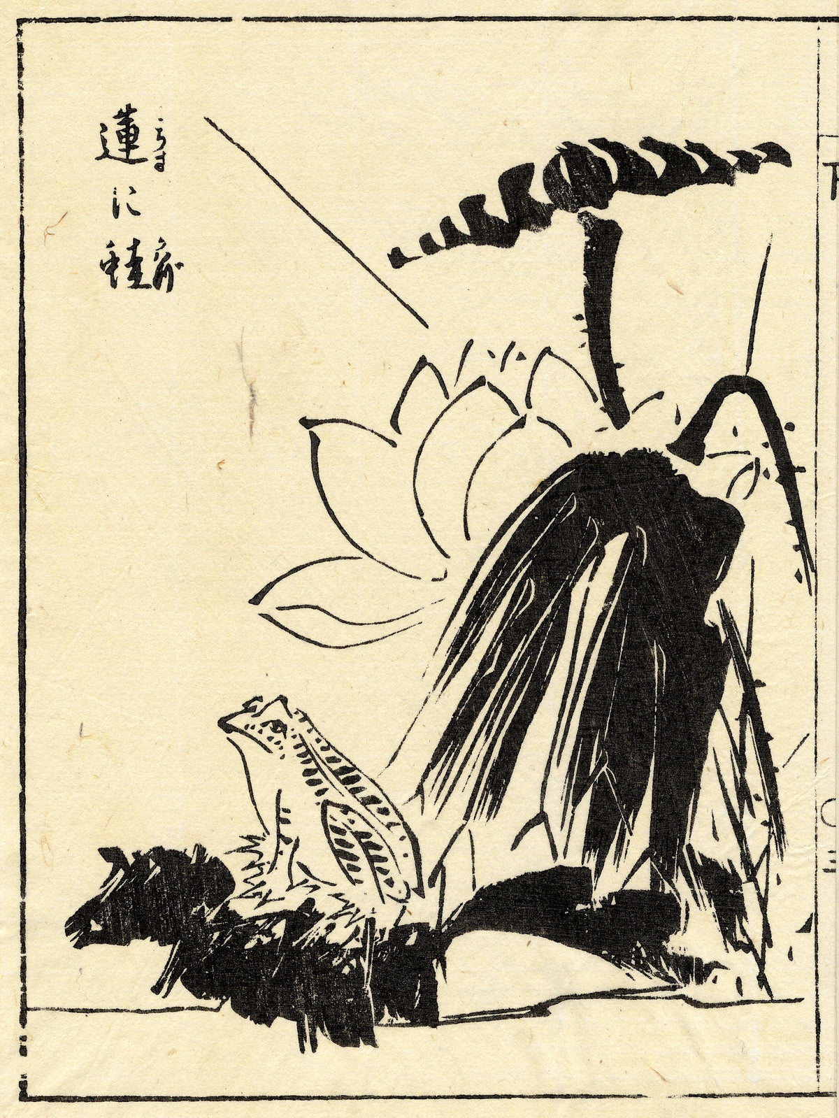 A frog beneath lotus leaves and a flower.