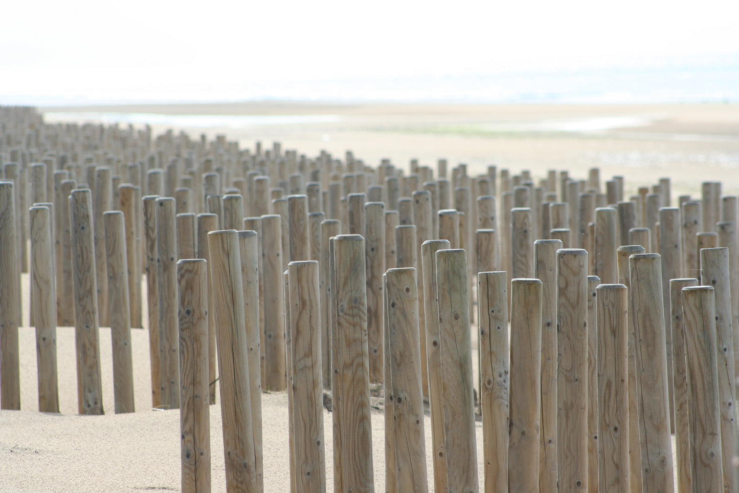 Original Photography - Coastal Sentinels