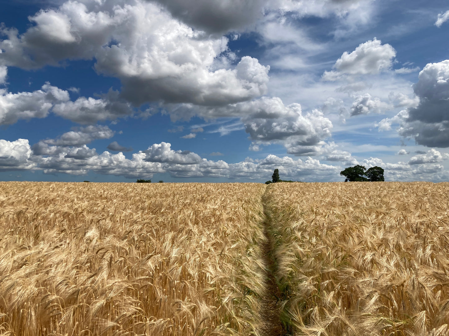 Original Photography - Summer Barley
