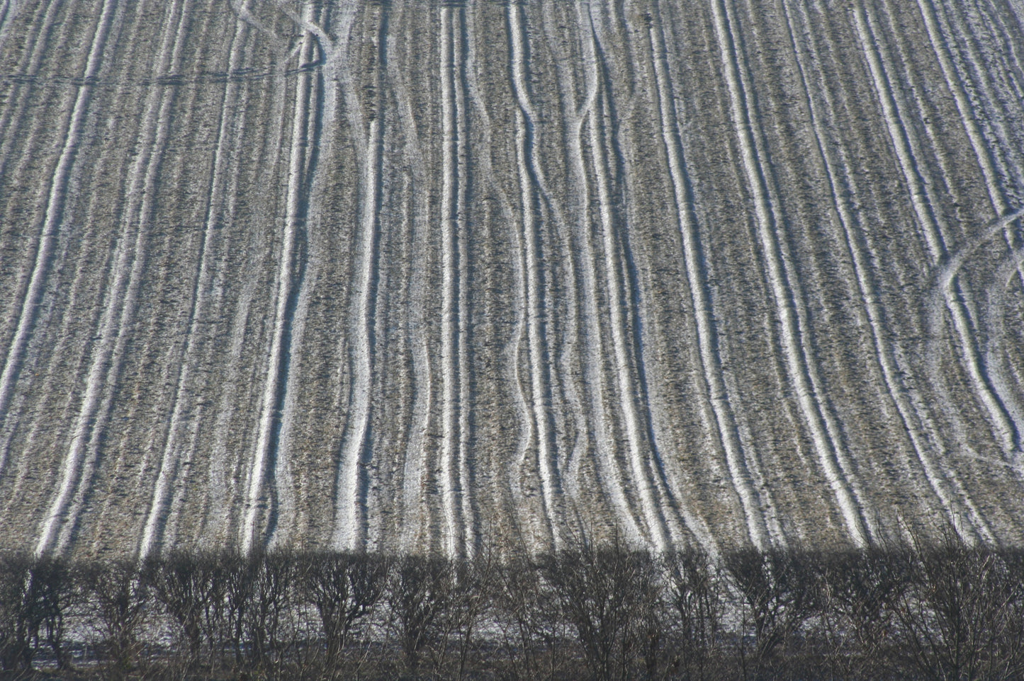 Original Photography - Field and Hedge