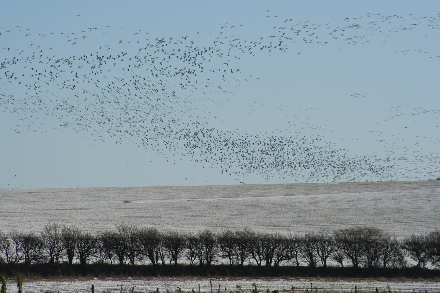 Original Photography - Geese on the Wing