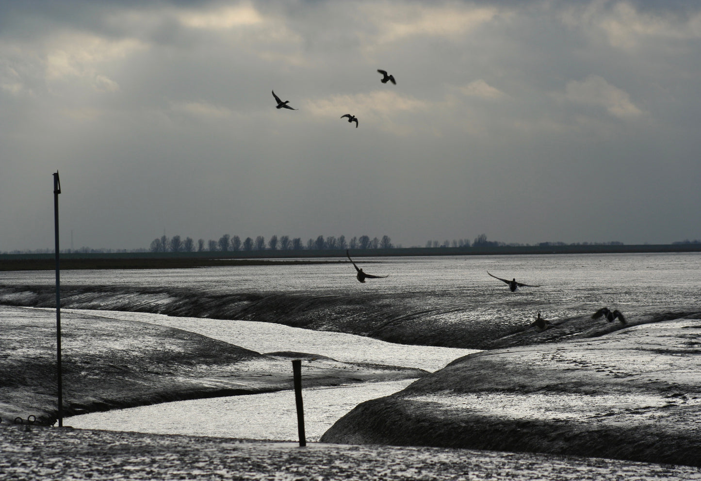 Original Photography - Birdland, the Wash Foreshore