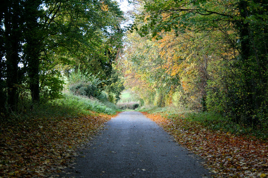 Original Photography - Autumn Country Road