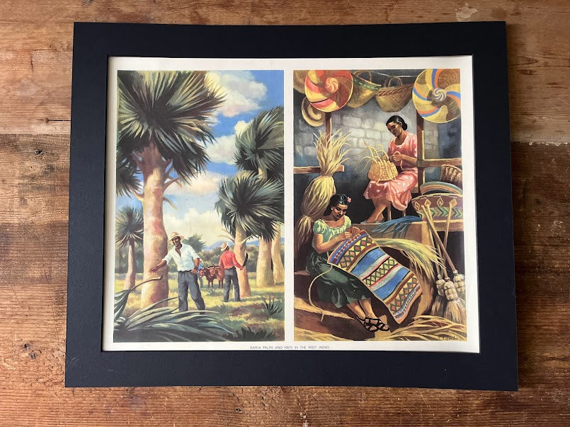 Vintage 1950s school poster - Raffia palms in the West Indies