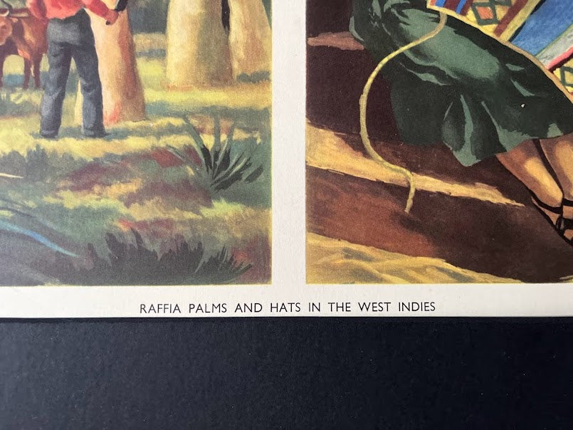 Vintage 1950s school poster - Raffia palms in the West Indies