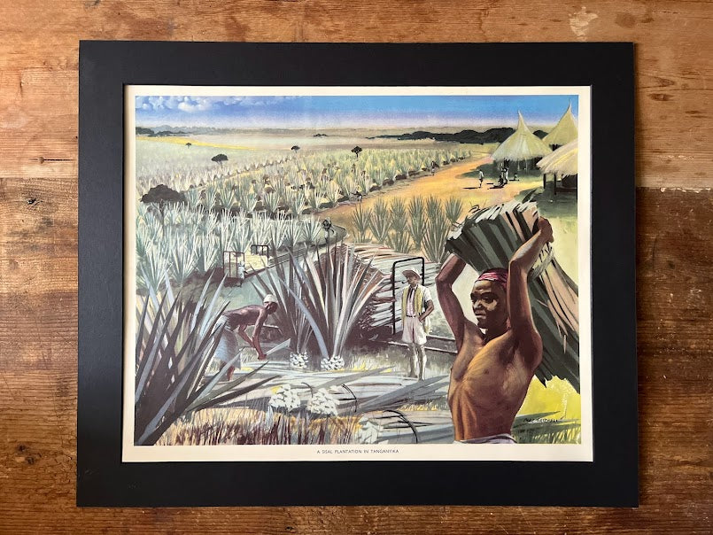 Vintage 1950s school poster - 'Sisal plantation Tanganyika