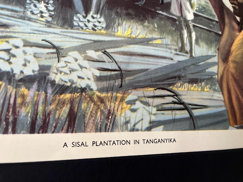 Vintage 1950s school poster - 'Sisal plantation Tanganyika