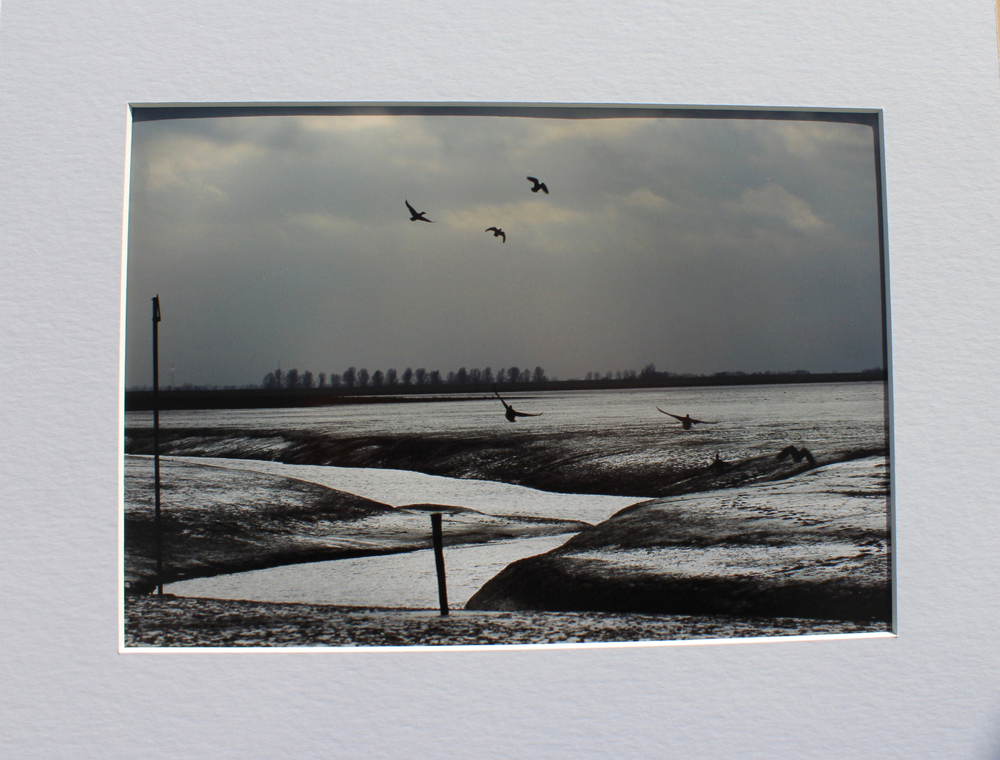 Original Photography - Birdland, the Wash Foreshore