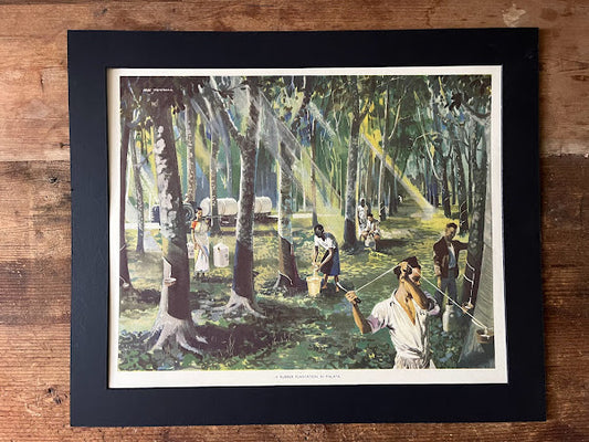 Vintage 1950s School Poster -  A Rubber plantation in Malaya