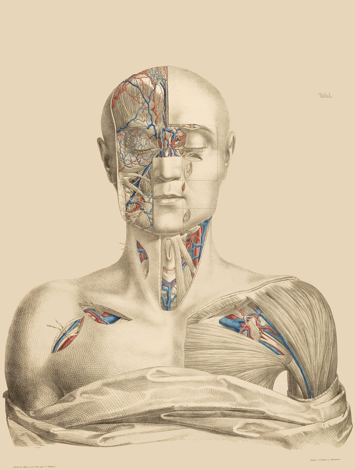 An intricate anatomical illustration reveals facial nerves, neck structures and shoulder muscles, with red and blue vessel details.