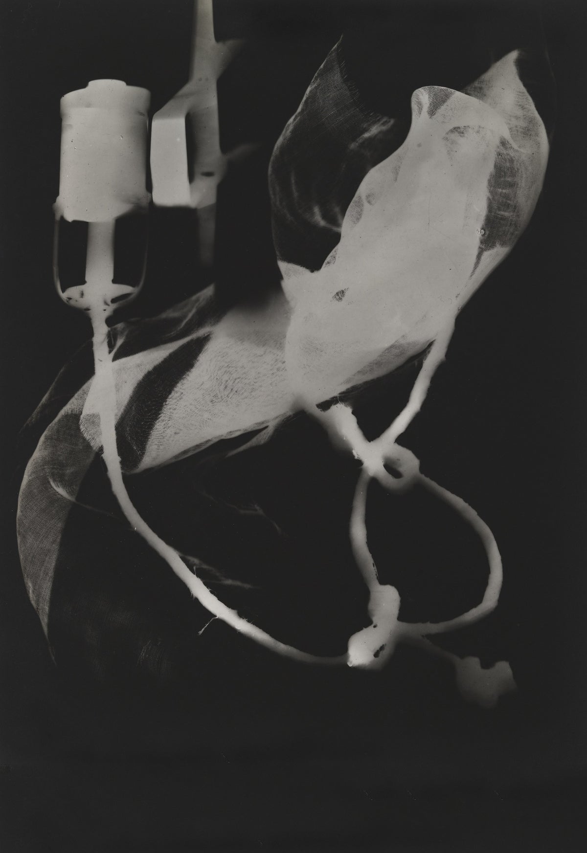 Translucent leaf-like textures and looping pale shapes overlap against a deep black background.