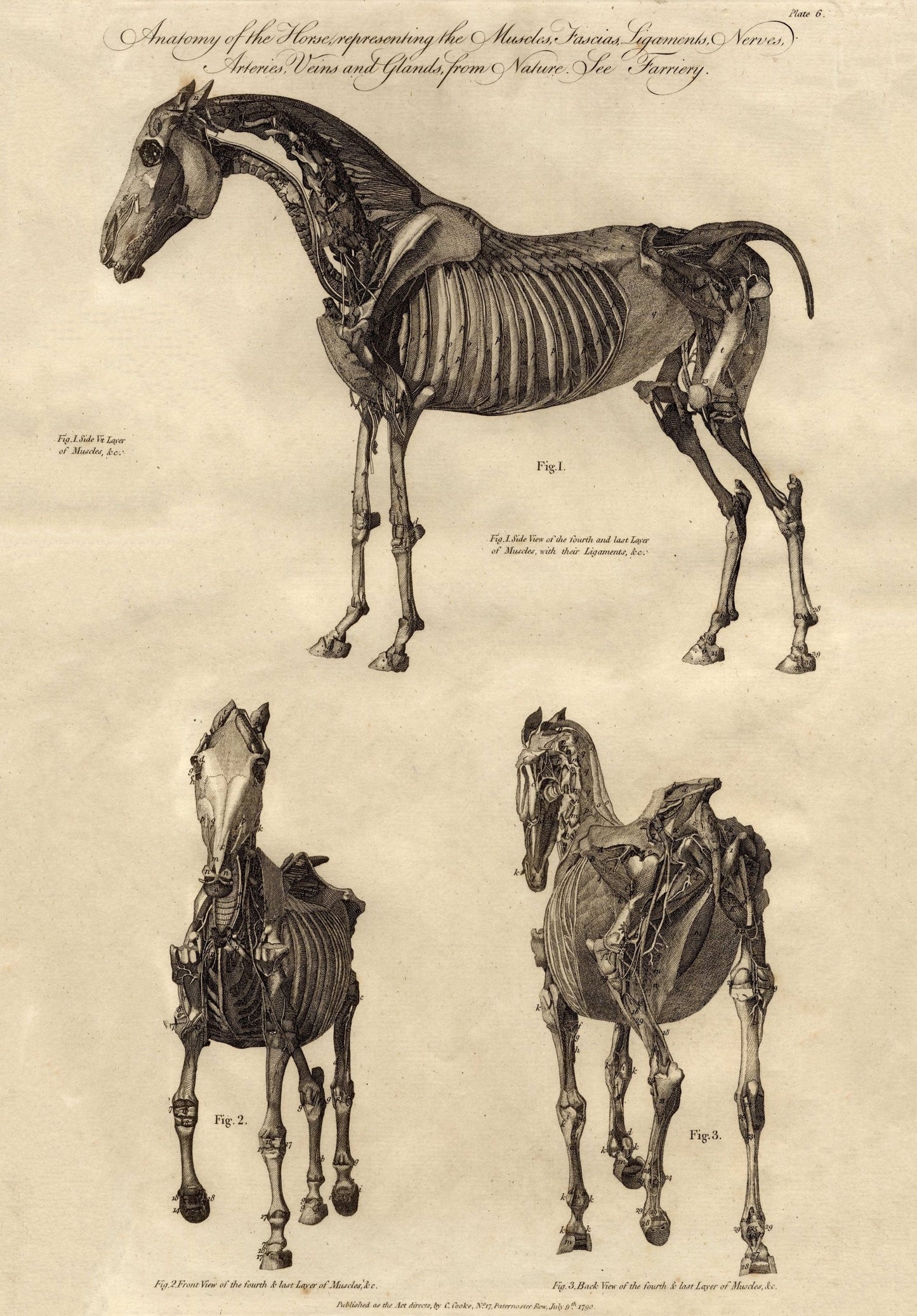 Vintage anatomical horse drawing c18th