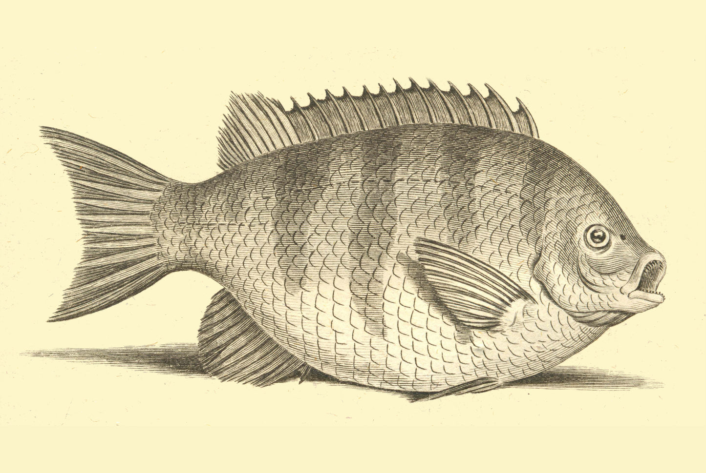 Wrasses Fish vintage poster