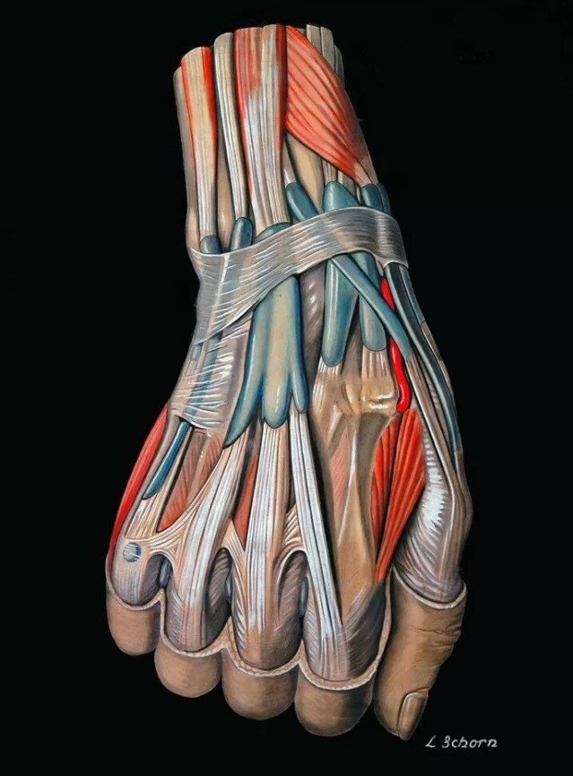 Vintage Anatomy Poster - The Hand, Eisler Shorn c1900s