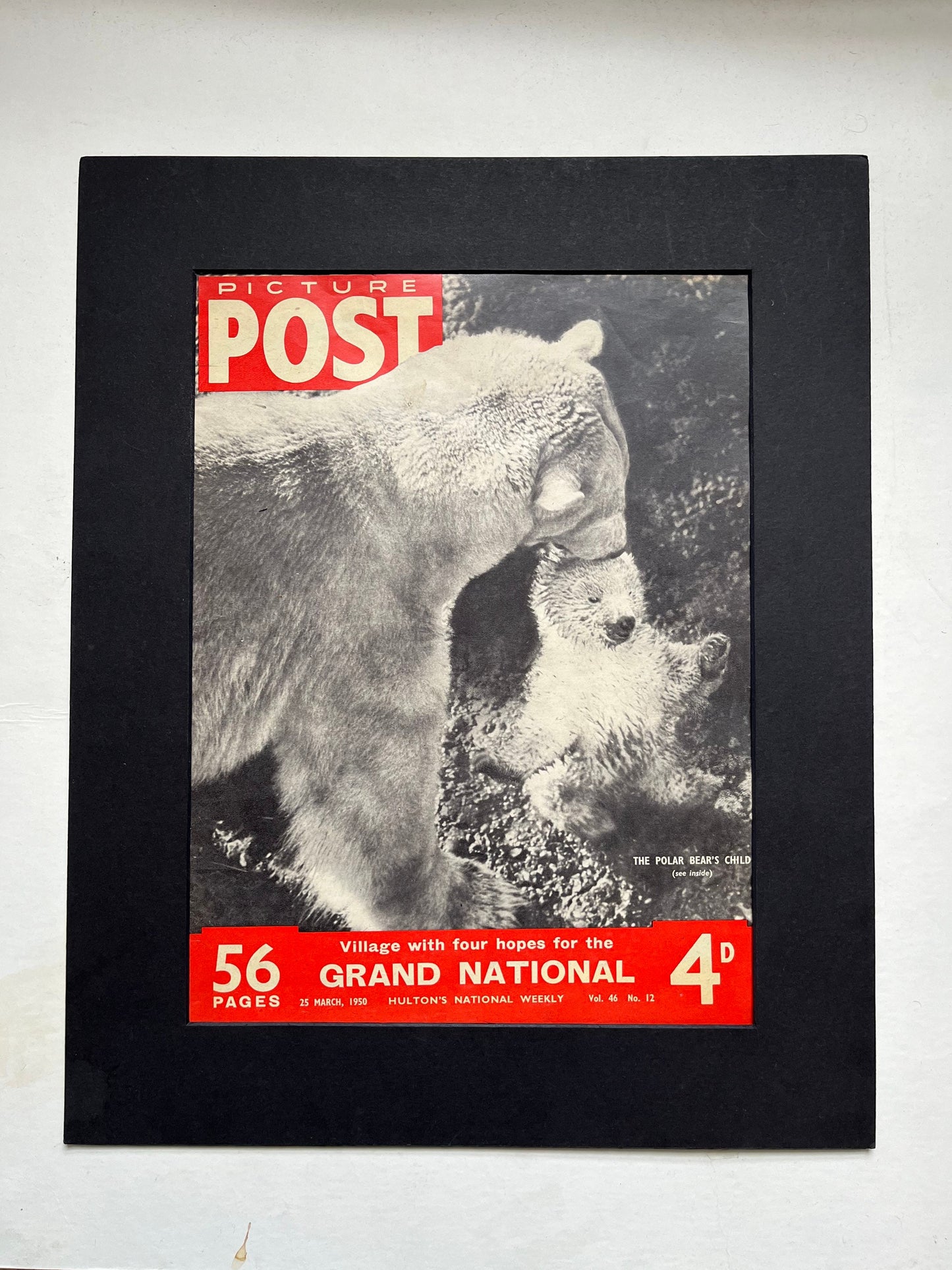Vintage Magazine Cover - Picture Post, Polar Bears, Original 1950