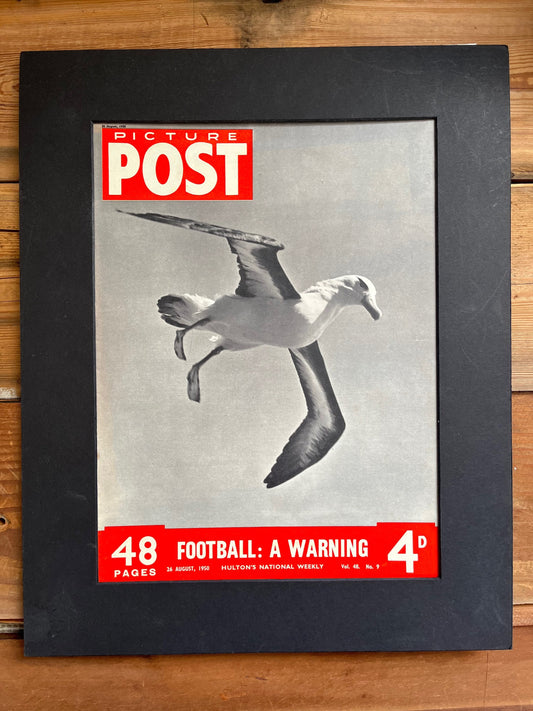 Vintage Magazine Cover - Picture Post, Seagull, Original, 1950