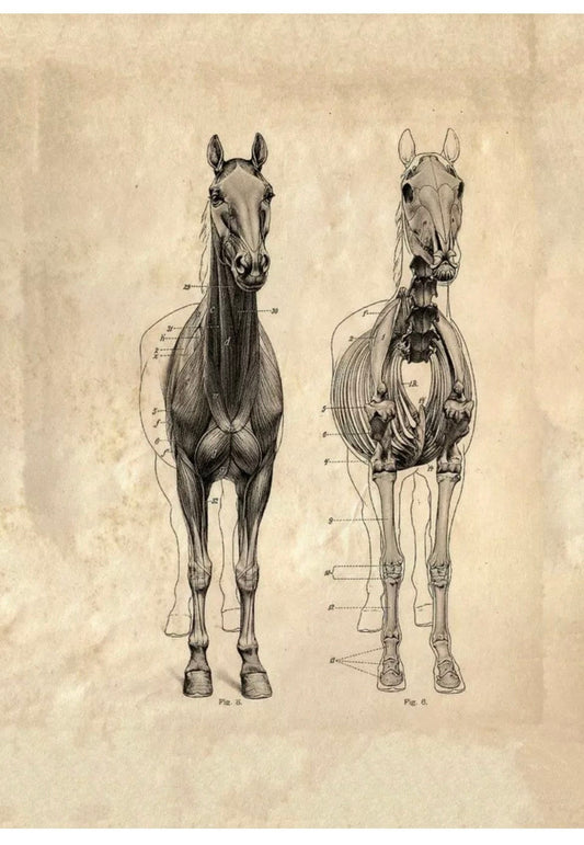 vintage anatomy print ”Front view of a Horse”