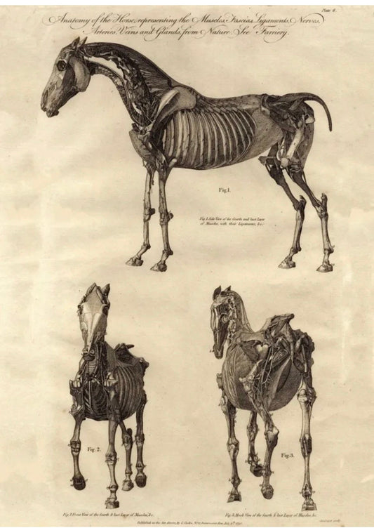 Vintage anatomy print ”Three views of a Horse” - George Stubbs