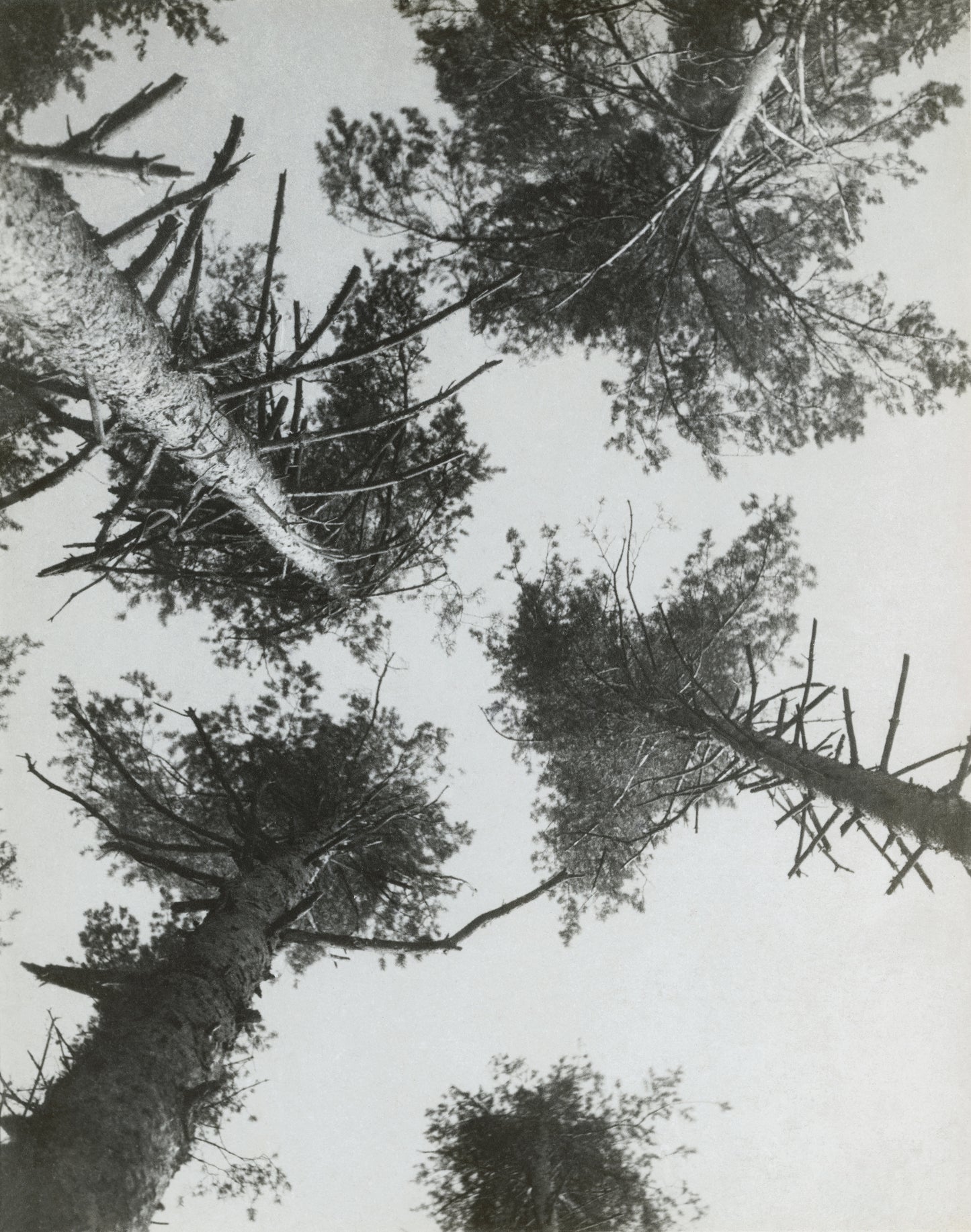 Alexander Rodchenko Vintage Soviet Constructivism poster - Pines, 1927