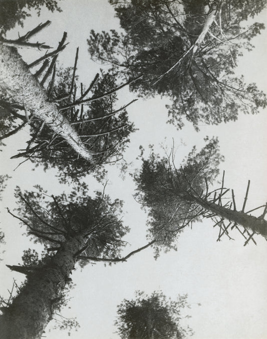 Alexander Rodchenko Vintage Soviet Constructivism poster - Pines, 1927