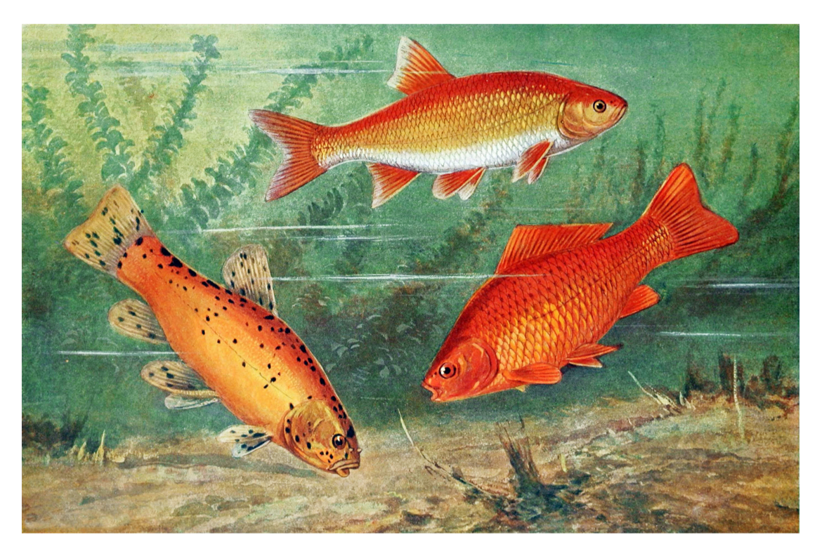 Vintage Japanese goldfish print c1950s