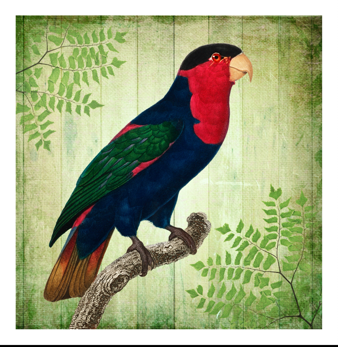 Vintage Parrot poster