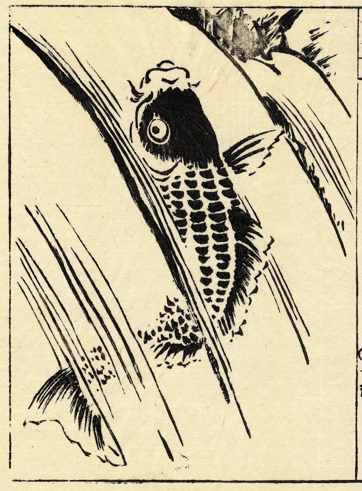 A carp swimming upwards through strongly drawn streams of falling water.