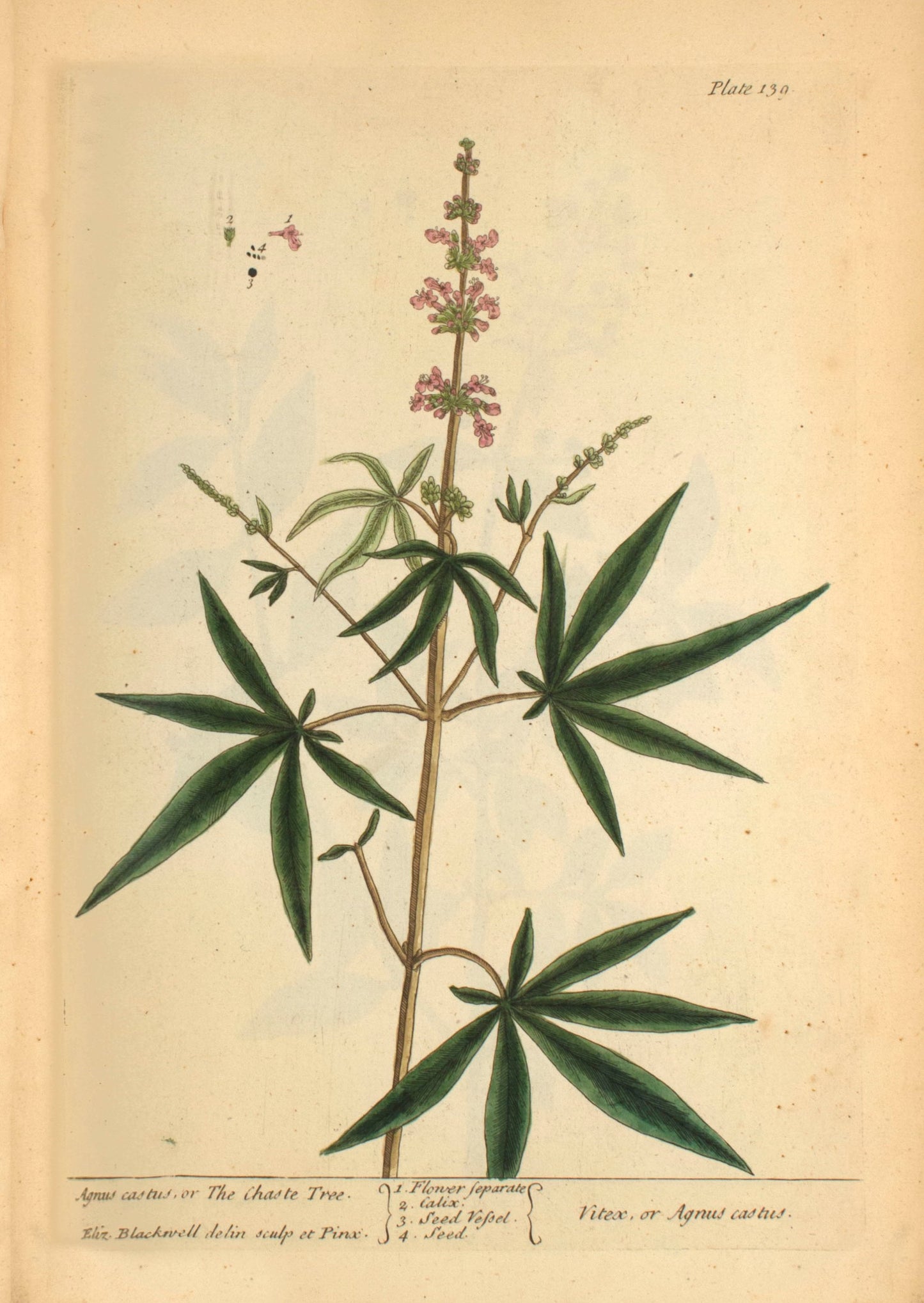 Agnus Castus vintage drawing