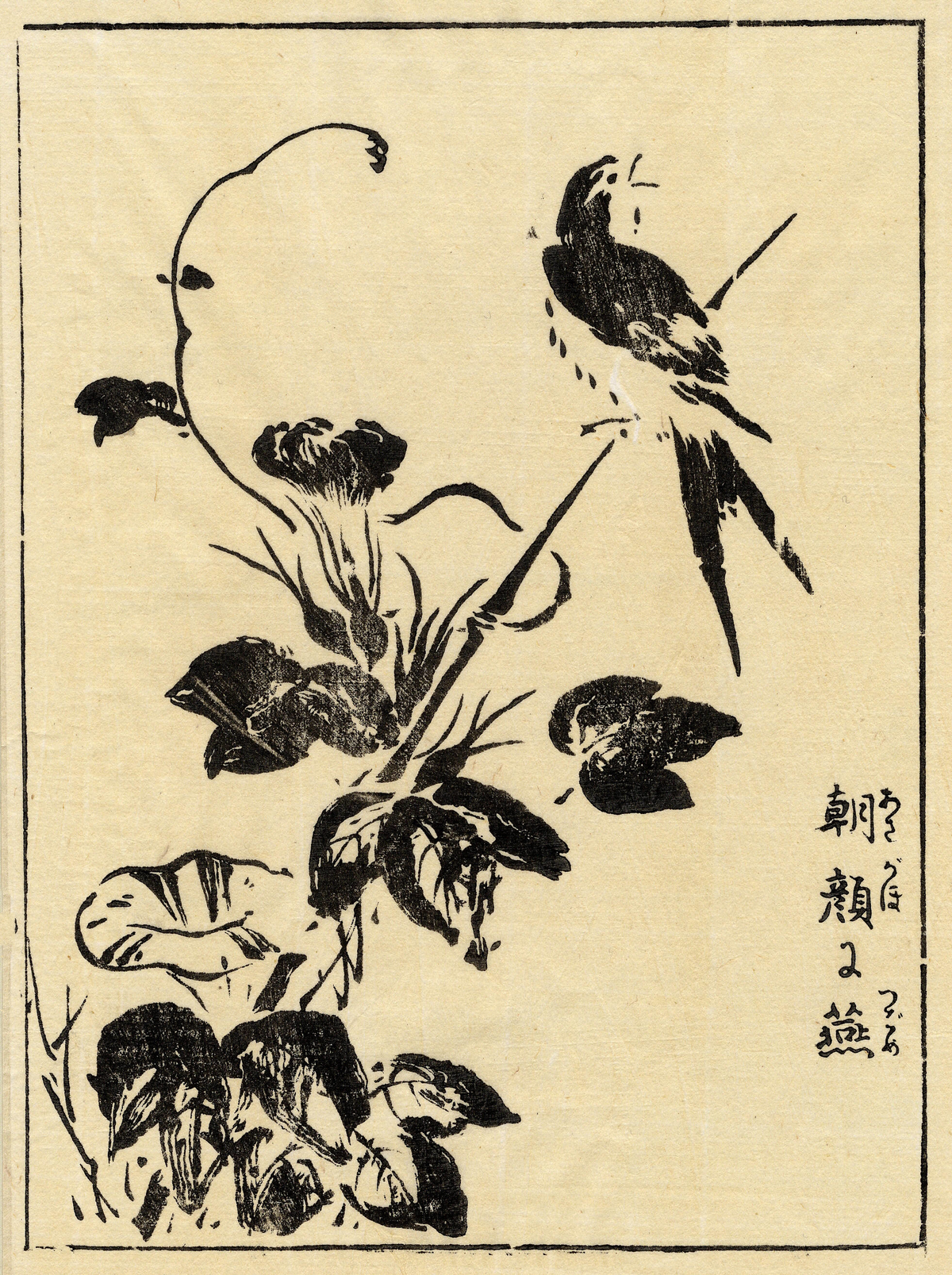 A swallow perched beside curling morning glory stems and leaves.