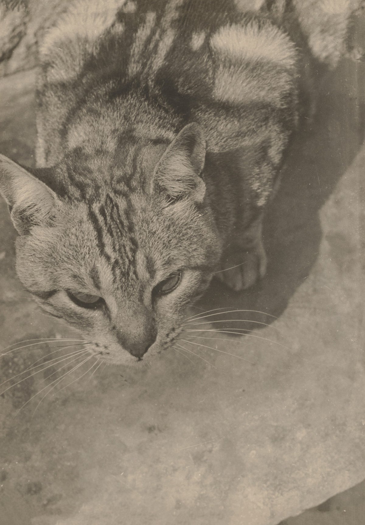 Cat Seen from Above 1926 | Vintage Photography Print