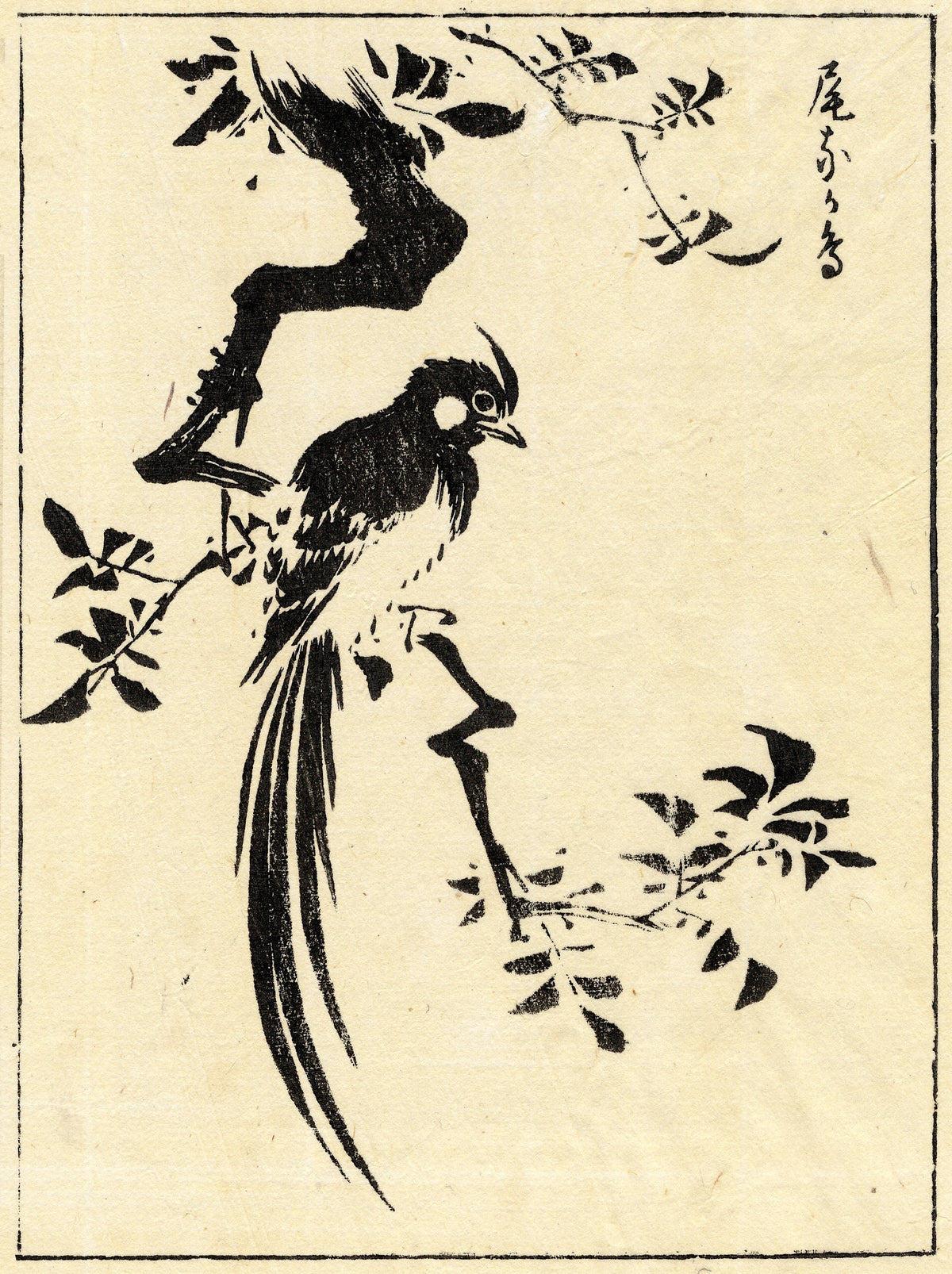 A long-tailed bird perched on a twisting leafy branch.