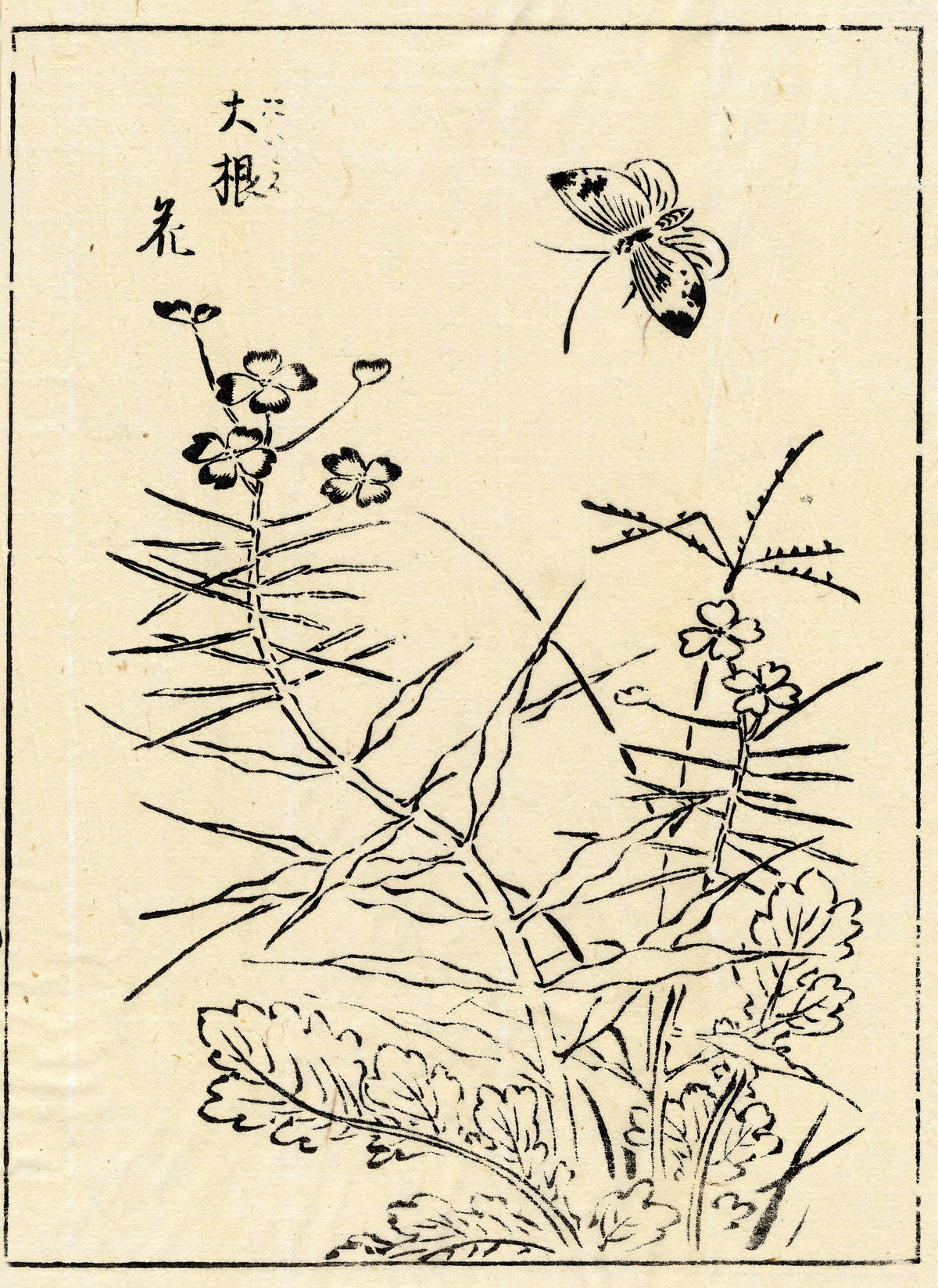 Delicate flowering stems and textured leaves with a butterfly above.