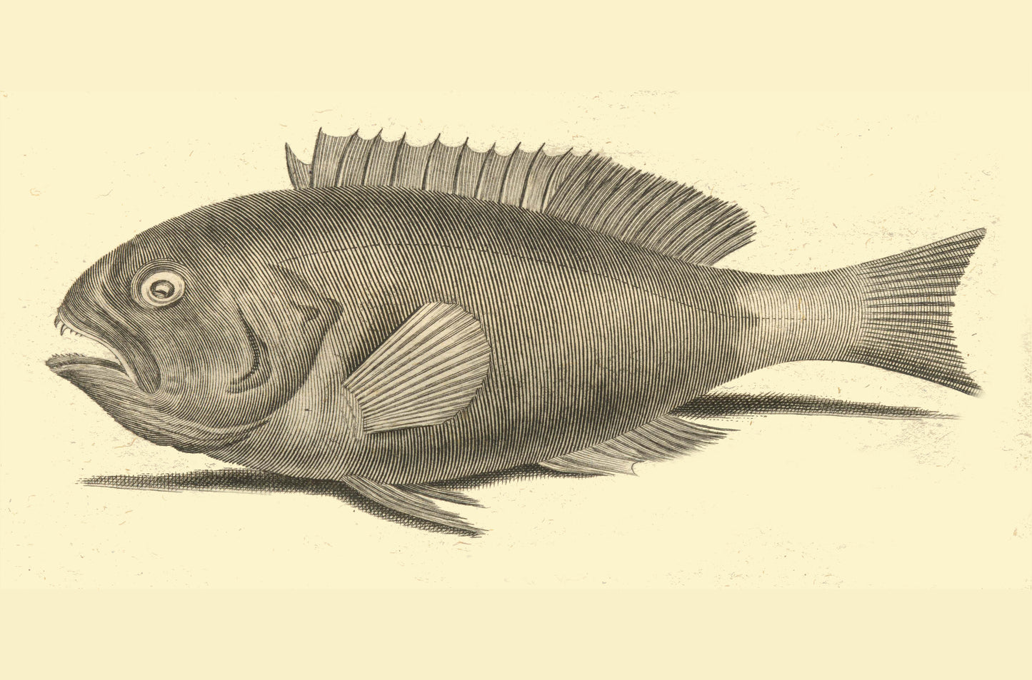 Groupers Fish vintage poster