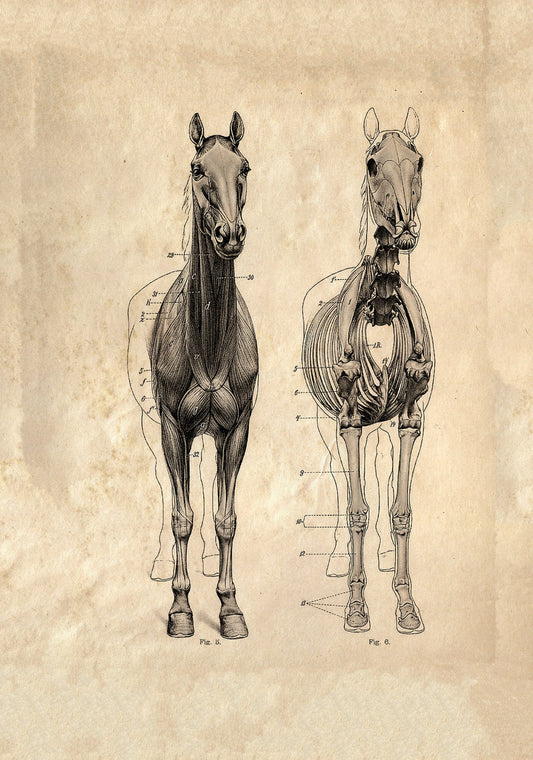 Vintage anatomical horse drawing Ellenberger, Baum & Dittrich c1950s