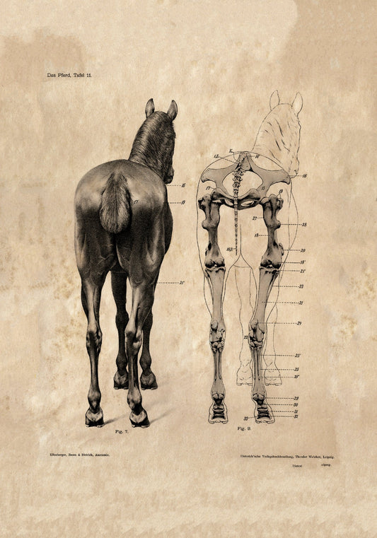Vintage anatomical horse drawing Ellenberger, Baum & Dittrich c1950s