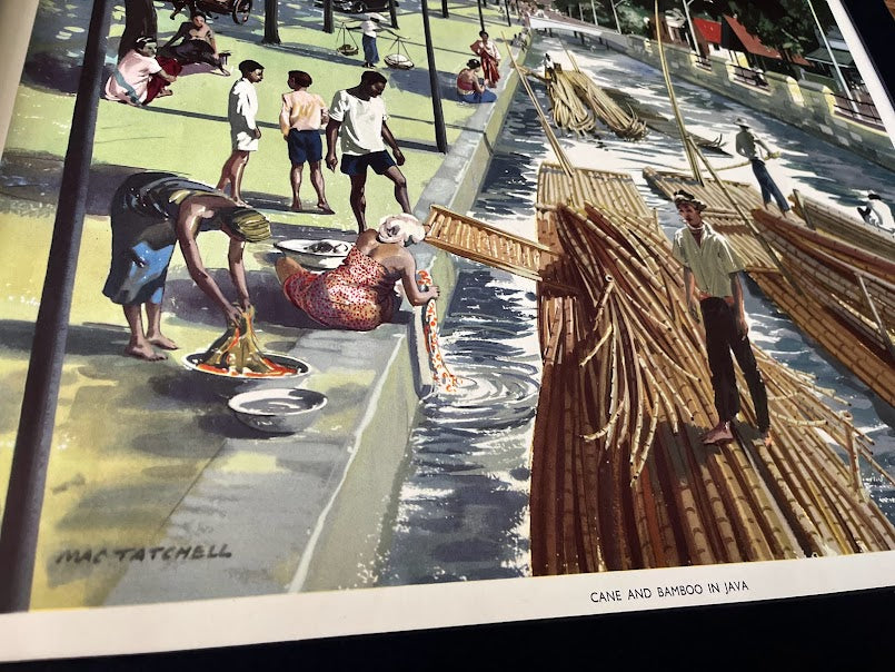 Vintage 1950s school poster - 'Cane and Bamboo in Java'