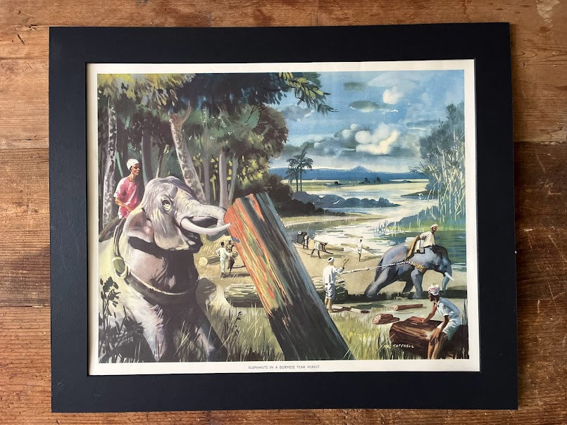 Vintage 1950s school poster - 'Elephants in a Burmese Teak forest'