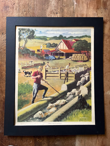 Vintage 1950s School Poster - Sheep dipping in Australia