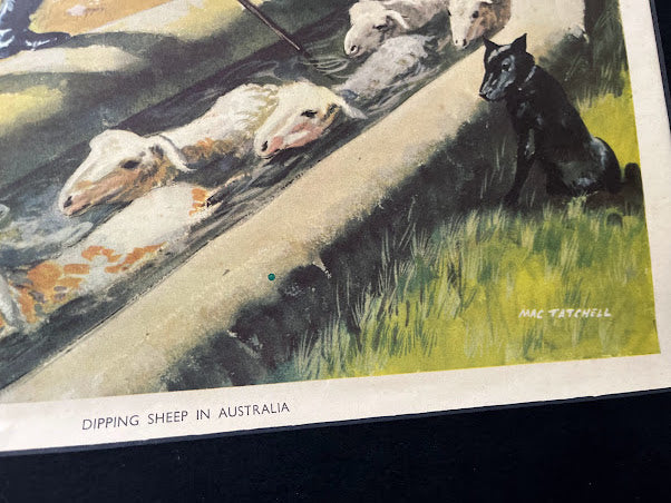 Vintage 1950s School Poster - Sheep dipping in Australia