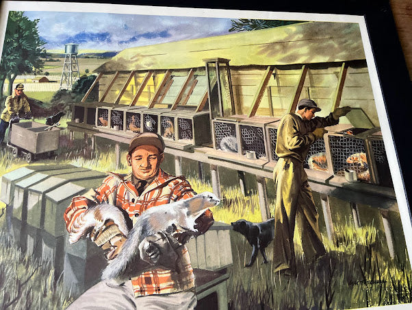 Vintage 1950s School Poster - A Fur farm in north America - Mac Tatchell