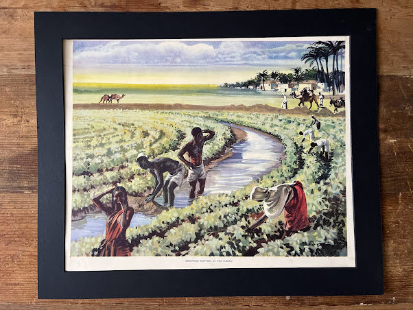 Vintage 1950s School Poster - Growing cotton in The Sudan