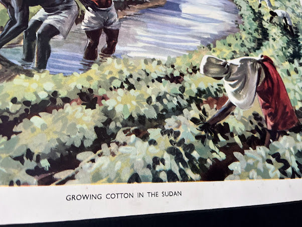 Vintage 1950s School Poster - Growing cotton in The Sudan