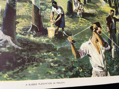 Vintage 1950s School Poster -  A Rubber plantation in Malaya