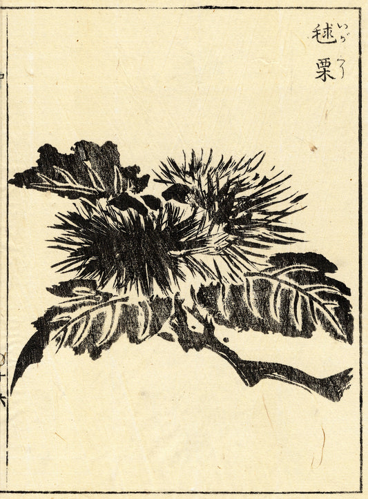 Igaguri Maroon Tachibana Morikuni vintage poster c1729