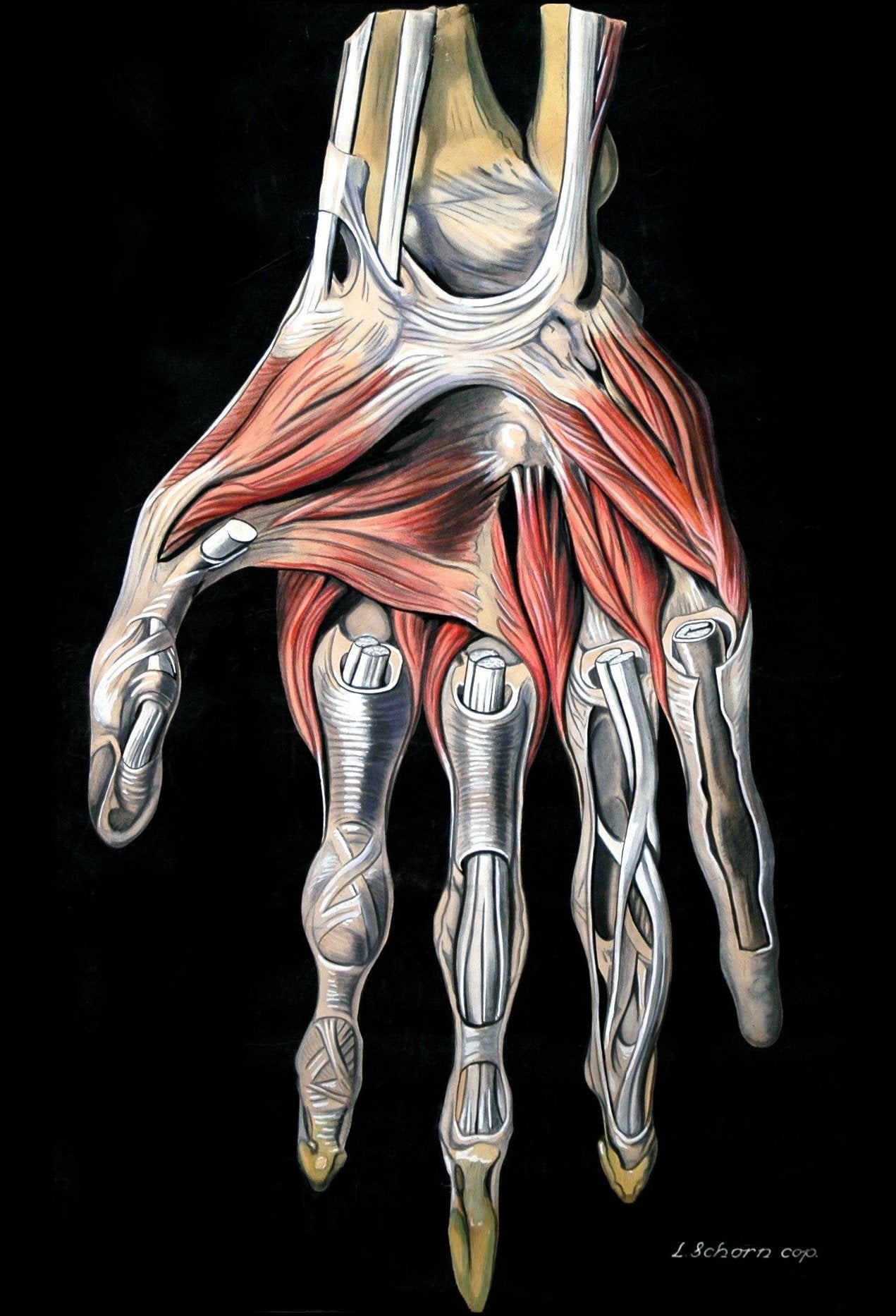 Vintage Anatomy Poster  - The Hand, Eisler Shorn c1900s