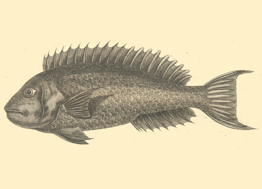 Porgies Fish vintage poster