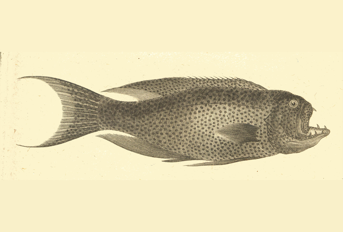 Porgies Fish vintage poster